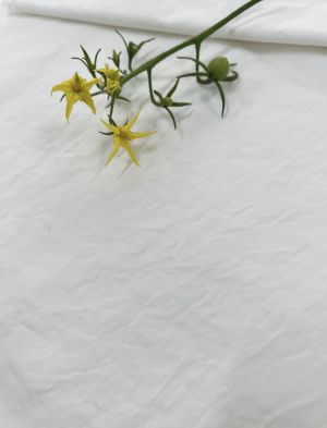 ǰ̹